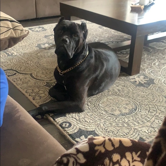 Profile Picture of Manjot Dosanjh (@mdos5) on Poshmark