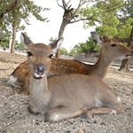 宮島観光協会 Miyajima - Instagram Profile Picture of 宮島観光協会 Miyajima (@miyajima_tourist_association) on Instagram