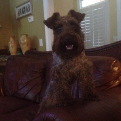Profile Picture of Leigh Anne Lanham (@lanhamleigh) on Twitter