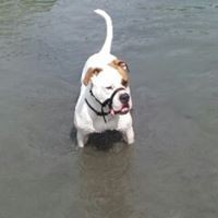 Profile Picture of Al Korakis (@al-korakis) on Quora