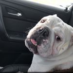 Profile Picture of Steve Carlsen (@oneprouddad1419) on Instagram