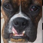 Profile Picture of Ethan Davis (@spear_chucker48) on Instagram