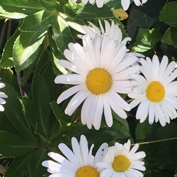 Profile Picture of Daisy Isidro (@daisyy_18) on Poshmark