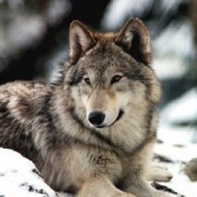 Profile Picture of :) (@amberharsh85) on Twitter