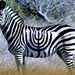 Profile Picture of Peter Goldmark (@mbcarpe01) on Pinterest