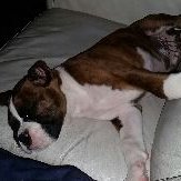 Profile Picture of Howie The Boxer (@HowieBoxer) on Twitter