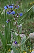 Profile Picture of Cynoglottis barrelierion Wikipedia