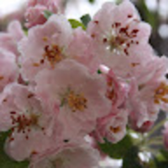 Profile Picture of Sandy Steighner (@sandysteighner) on Poshmark