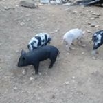 Profile Picture of Paul Alvin Abbott (@paulalvinabbott) on Instagram