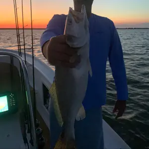 Profile Picture of mikefreeman4300 (@@mikefreeman4300) on Tiktok