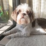 Profile Picture of Lana Del Ruff 🐶 (@thereallanadelruff) on Instagram