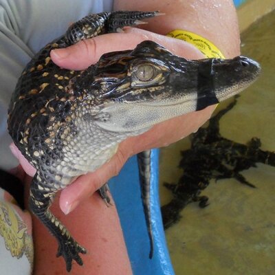 Profile Picture of Jackie Murdock (@GeauxDrJax) on Twitter