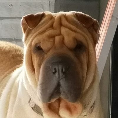 Profile Picture of Leon (@leongibson2015) on Twitter