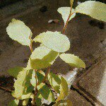 Profile Picture of Annabelle Murphy (@murphy.annabelle) on Instagram