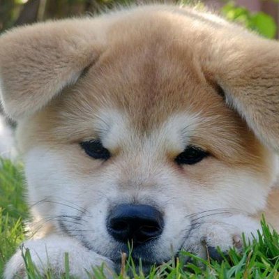 Profile Picture of Lola Ramirez (@anabelle_lola) on Twitter