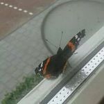 Profile Picture of Shirin Sadiq (@shirinsadiq) on Instagram