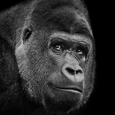 Profile Picture of Marc (@Unodelos12monos) on Twitter