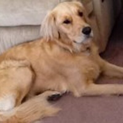 Profile Picture of Steve Simmerman (@simmerman1) on Twitter