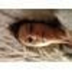 Profile Picture of Caroline Pfeiffer (@285978258) on Myspace