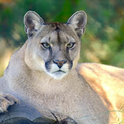 Profile Picture of Bobbie Brown (@bobbiebrown5728) on Youtube