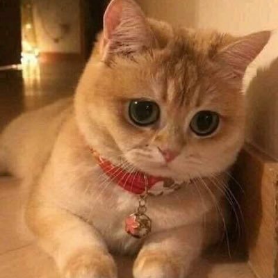 Profile Picture of Martin Oropeza (@MartinO77895722) on Twitter