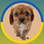 Profile Picture of ❀COPPER❀ Ruby Cavalier Puppy❀ (@copper_the_cavalier_king) on Instagram