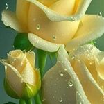 Profile Picture of Ginger Gray Raymond (@hobbyhill1) on Instagram