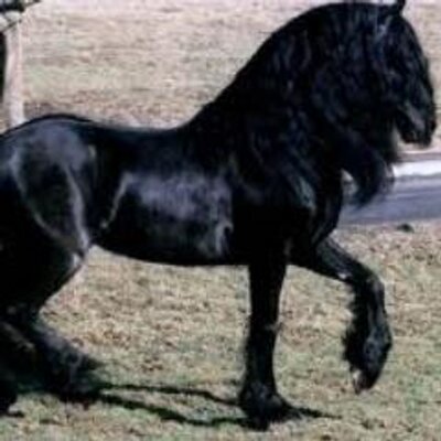 Profile Picture of El Gitano (@DonatoIsabel) on Twitter