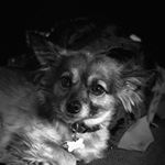 Profile Picture of Susan Laws (@sue_the_chipoo) on Instagram