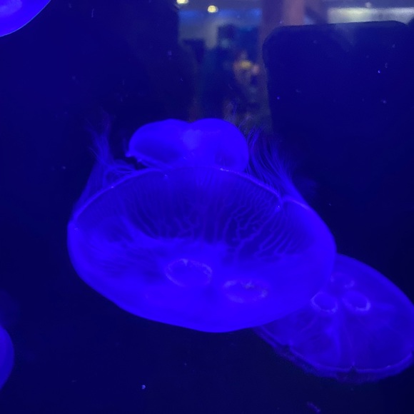 Profile Picture of Jonahs Goodrich (@jonahsgoodrich) on Poshmark