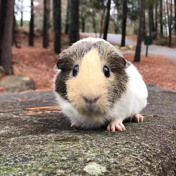 Profile Picture of Kim Fuehrer (@kt_2ha) on Poshmark