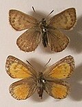 Profile Picture of Tomares (butterfly)on Wikipedia