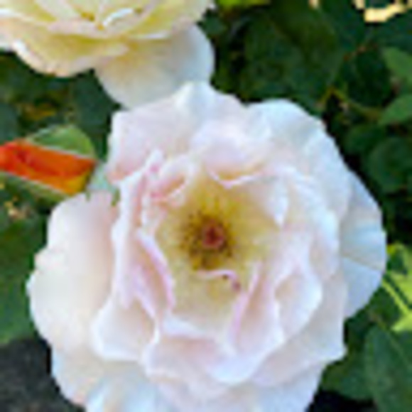 Profile Picture of Danielle Framo (@dafr1990) on Poshmark