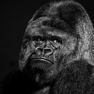 Profile Picture of Karl Hess (@64iger) on Twitter