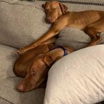 Profile Picture of Copper & Ruby (@just_ok_vizslas) on Instagram