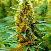 Profile Picture of John Nesselhauf (@jnesselhauf86) on Youtube