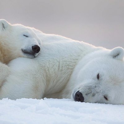 Profile Picture of Charles Chebanz (@SultanChebanz) on Twitter