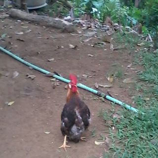 Profile Picture of Saro Bobby Galolo (@Saro-Bobby-Galolo) on Facebook