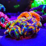 Profile Picture of Damien Schmitt (@schmitt_reef) on Instagram