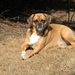 Profile Picture of Shirley Sipe (@puggle308) on Pinterest