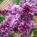Profile Picture of Nancy LaFave (@lafave1133) on Pinterest