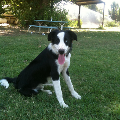 Profile Picture of Jack Daniels Whiskey (@JDWhiskeyDaves) on Twitter