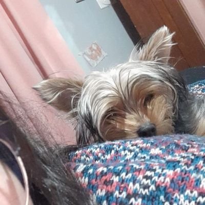 Profile Picture of David Gaete (@DavidGaete10) on Twitter