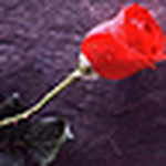 Profile Picture of Nguyen Giao (@nguyengiaobna3) on Flickr