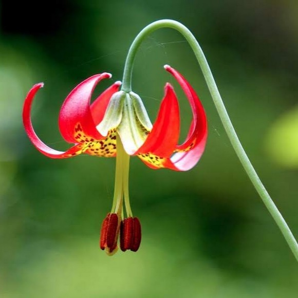 Profile Picture of Caleb Loewengart (@calebloewengart) on Poshmark