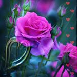 Profile Picture of Sr (@nhim.sophea) on Instagram