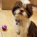 Profile Picture of Eli. (@elishihtzuph) on Instagram