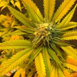 Profile Picture of alex_acord (@alex_acord) on Instagram