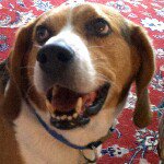 Profile Picture of William (@beagleagle) on Instagram