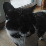 Profile Picture of Justin Linsenbürger (@xsomono) on Instagram